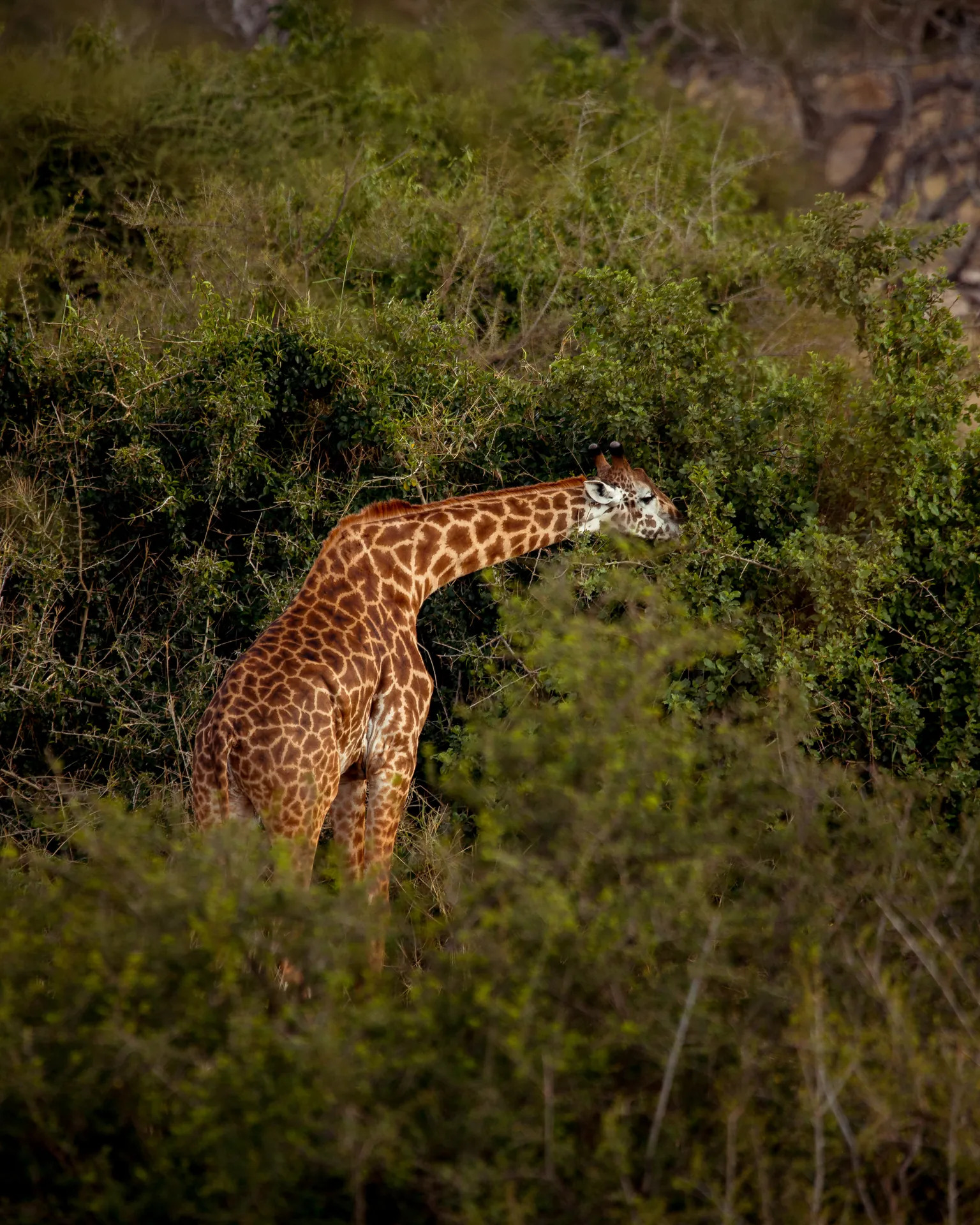 Giraffe in an East African safari landscape